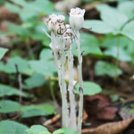 A Mushroom Hike