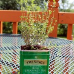 Tea Tin Planter Tutorial