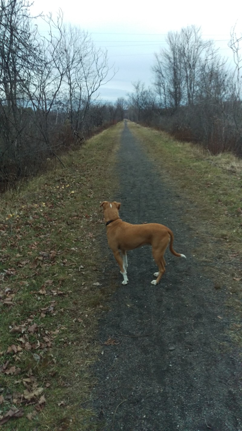 Walking the rail trail