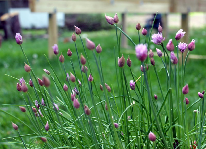 End of May Garden Update