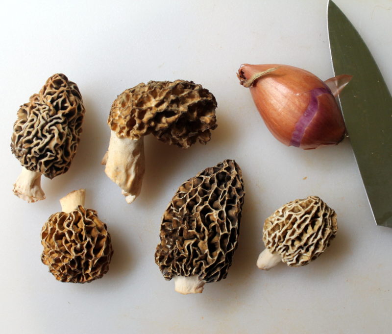 Morel Mushroom