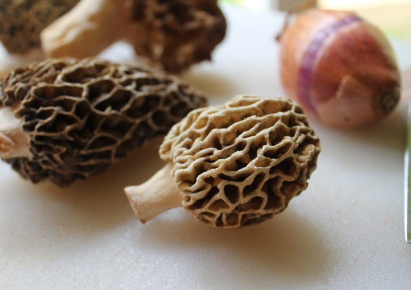 Morel Mushroom