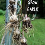 how-to-grow-garlic