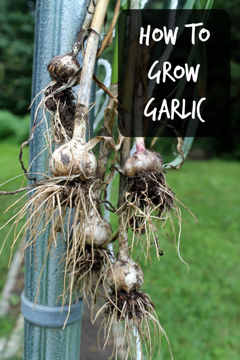 how-to-grow-garlic