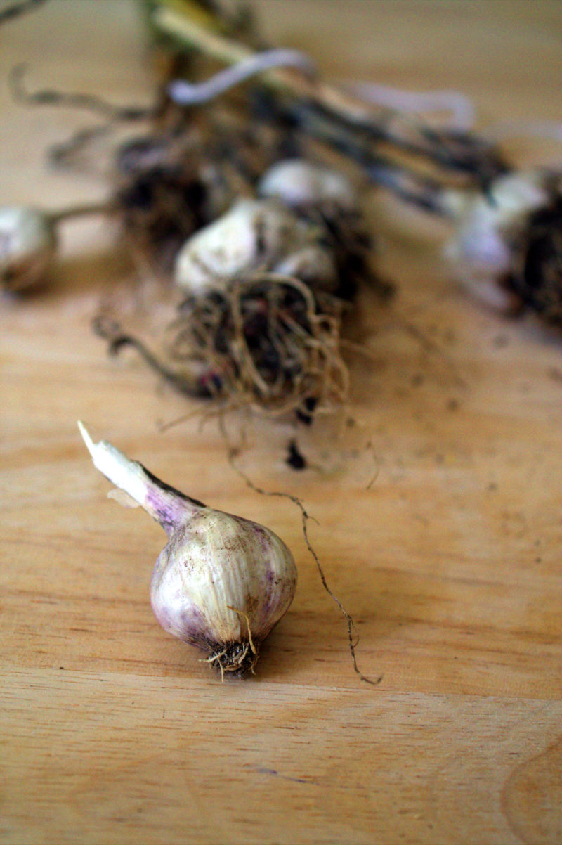 How to Grow Garlic