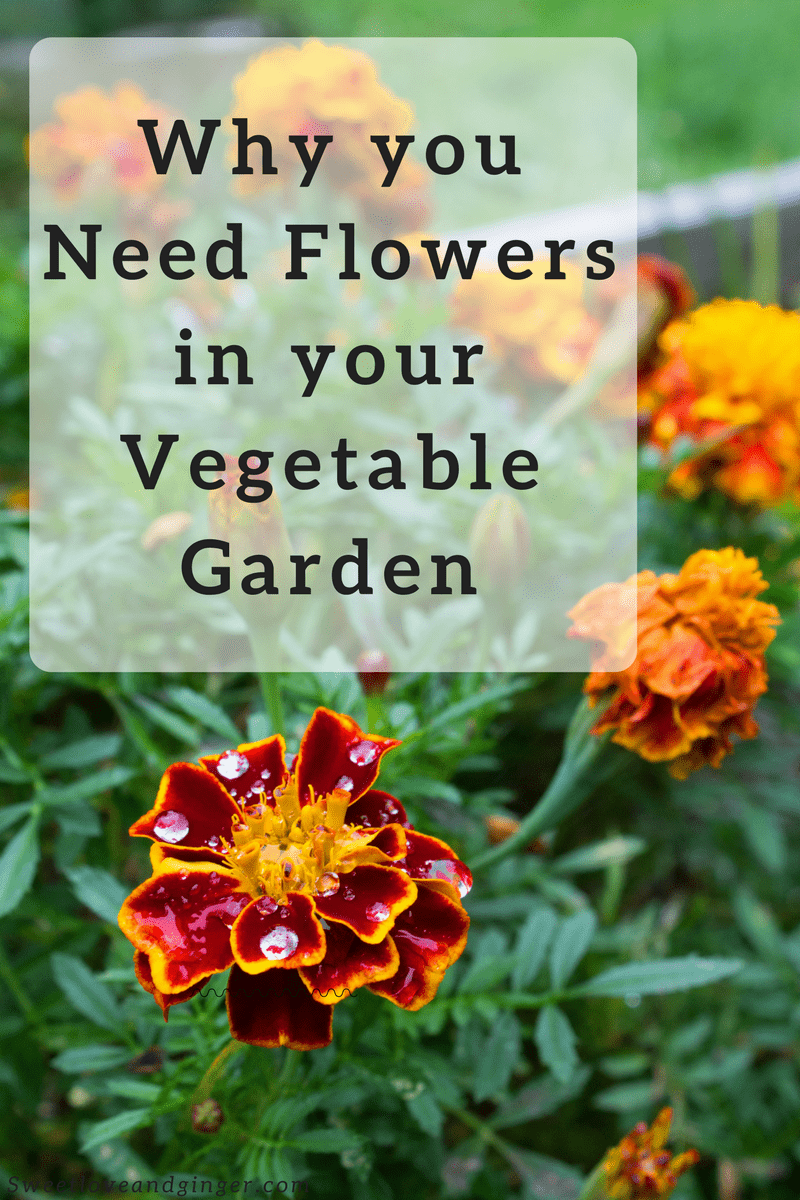 Why you Need Flowers in your Vegetable Garden - and 5 flowers to try 