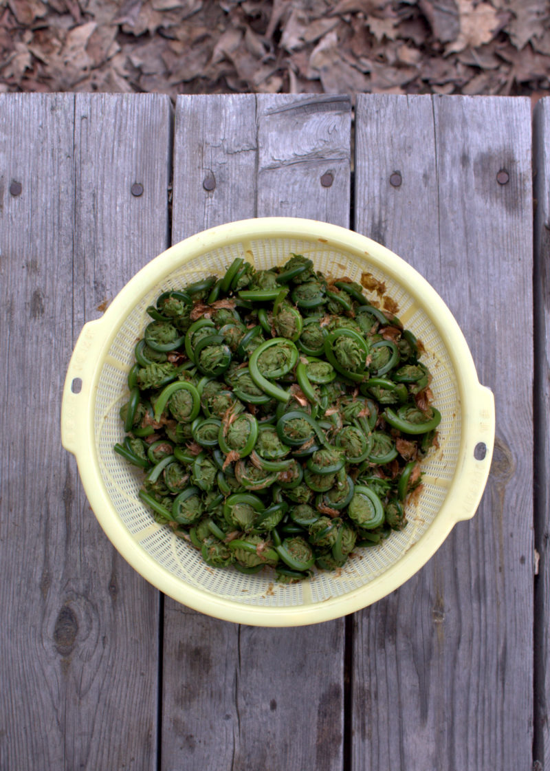 Fiddleheads with Garlic