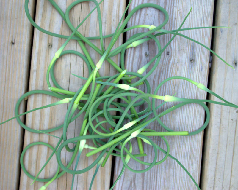 Garlic Scape Pesto