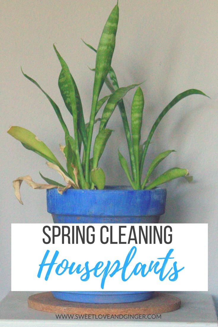 Spring Cleaning Houseplants