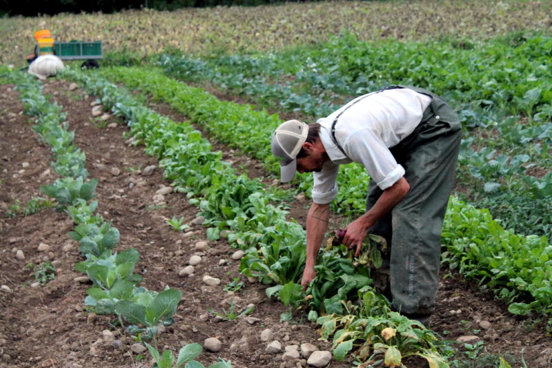 Featherbed Lane Farm Harvesting