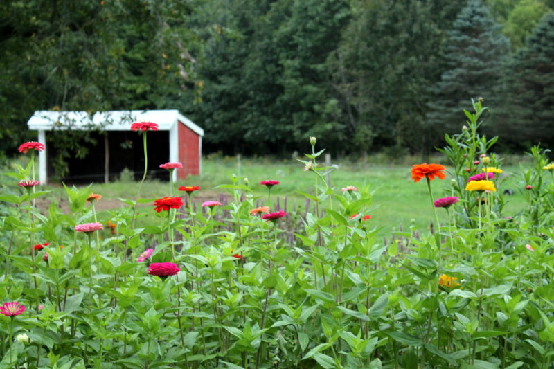 Featherbed Lane Farm Flowers