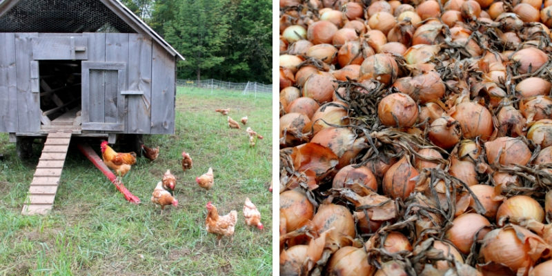 Featherbed Lane Farm chickens & Onions